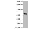 Western blot analysis of Hela, diluted at 1:3000.