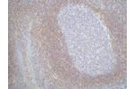 IHC staining of Human tonsil tissue paraffin-embedded, diluted at 1:200.