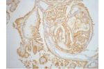 IHC staining of Human thyroid tissue paraffin-embedded, diluted at 1:200.
