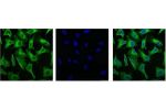 IF analysis of Hela with antibody (Left) and DAPI (Right) diluted at 1:100.