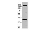 Western blot analysis of Hela, diluted at 1:2000.