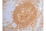 IHC staining of Human tonsil tissue paraffin-embedded, diluted at 1:200.