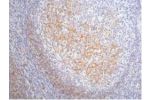 IHC staining of Human tonsil tissue paraffin-embedded, diluted at 1:200.