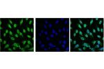IF analysis of Hela with antibody (Left) and DAPI (Right) diluted at 1:100.