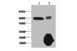 1) Input: Hela Cell Lysate  2) IP product: IP dilute 1:200
