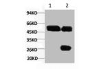 1) Input: Hela Cell Lysate  2) IP product: IP dilute 1:200
