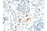 IHC staining of Mouse Kidney tissue, diluted at 1:200.
