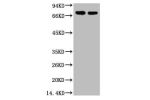 Western blot analysis of HepG2, diluted at 1:2,000.