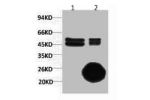 1) Input: Hela Cell Lysate  2) IP product: IP dilute 1:200