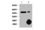 1) Input: Hela Cell Lysate  2) IP product: IP dilute 1:200
