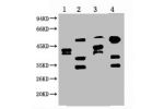 Western blot analysis of 1) Hela, 2) HepG2, 3) 293T, 4) Jurkat, diluted at 1:2000.