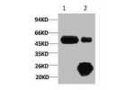 1) Input: Hela Cell Lysate  2) IP product: IP dilute 1:200
