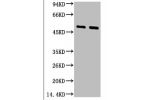 Western blot analysis of 1) Hela, 2) Mouse Brain tissue, diluted at 1:2000.