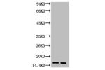 Western blot analysis of 1) Human Milk, 2) Milk, diluted at 1:3000.