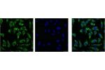 IF analysis of Hela with antibody (Left) and DAPI (Right) diluted at 1:100.