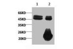 1) Input: Hela Cell Lysate  2) IP product: IP dilute 1:200