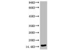 Western blot analysis of Hela, diluted at 1:2000
