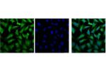 IF analysis of Hela, and DAPI (Right) diluted at 1:100.