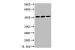 Western blot analysis of 1) Hela, 2) HepG2, 3) Mouse Skeletal Muscle tissue, (2F7) diluted at 1:1000.