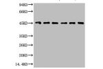 Western blot analysis of 1) HepG2, 2) Hela, 3) Mouse Liver tissue, 4) C2C12, 5) Rat Heart tissue, 6) Mouse Skeletal Muscle tissue, (8F2) diluted at 1:2000.