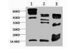 Western blot analysis of 1) Hela, 2) Rat Testis tissue, 3) Raw264.7, diluted at 1:2000.