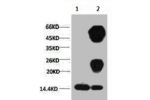 1) Input: Hela Cell Lysate  2) IP product: IP dilute 1:200