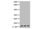 Western blot analysis of 1) Hela, 2) Rat Testis tissue, 3) Raw264.7, diluted at 1:1000.