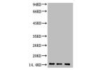 Western blot analysis of 1) Hela, 2) Rat Heart Tissue, 3) Raw264.7, diluted at 1:2000.