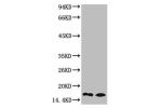 Western blot analysis of 1) Rat Testis Tissue, 2) Raw264.7, diluted at 1:1000.