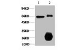 1) Input: Hela Cell Lysate  2) IP product: IP dilute 1:200