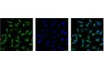 IF analysis of Hela with antibody (Left) and DAPI (Right) diluted at 1:100.