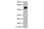 Western blot analysis of Zebrafish skeletal muscle, (Zebrafish Specific) diluted at 1:5000.