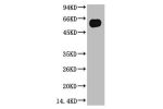 Western blot analysis of Zebrafish skeletal muscle, (Zebrafish Specific) diluted at 1:5000.