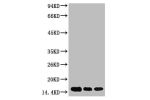 Western blot analysis of 1) Hela, 2) Raw264.7, 3) Rat Brain Tissue, diluted at 1:2000.