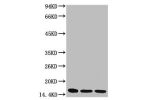Western blot analysis of 1) Hela, 2) Raw264.7, 3) Rat Brain Tissue, diluted at 1:3,000.
