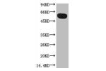 Western blot analysis of Zebrafish skeletal muscle, diluted at 1:5000.