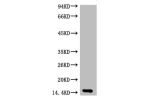 Western blot analysis of Zebrafish skeletal muscle, diluted at 1:2000.
