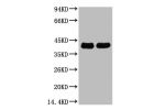 Western blot analysis of Arabidopsis, diluted at 1) 1:5000  2) 1:10000