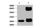 1) Input (control)  2) IP products, antibody dilution 1:200