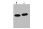 Western blot analysis of mCherry recombinant protein, diluted at 1) 1:5000  2) 1:10000