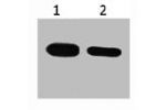 Western blot analysis of CBP recombinant protein, diluted at 1) 1:5000  2) 1:10000