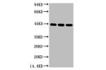 Western blot analysis of 1) Hela, 2) Mouse Brain tissue, 3) Rat Brain tissue, diluted at 1:5000.