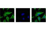IF analysis of Hela with antibody (Left) and DAPI (Right) diluted at 1:100.