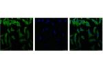IF analysis of Hela with antibody (Left) and DAPI (Right) diluted at 1:100.