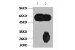 1) Input: Mouse Brain Tissue Lysate  2) IP product: IP dilute 1: 200