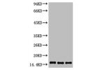 Western blot analysis of 1) Hela, 2) Raw 264.7, 3) Rat Testis tissue, diluted at 1:1000.