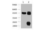 1) Input: Mouse Brain Tissue Lysate  2) IP product: IP dilute 1: 200