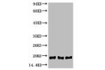Western blot analysis of 1) Hela, 2) Raw 264.7, 3) Rat Testis, diluted at 1:2000.