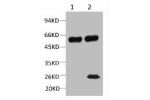 1) Input: Mouse Brain Tissue Lysate  2) IP product: IP dilute 1: 200  Western blot analysis: primary antibody :  1: 10000  Secondary antibody: Goat anti-Mouse IgG, Light chain specific (S003), 1: 5000