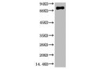 Western blot analysis of Human serum, mAb diluted at 1:2000.